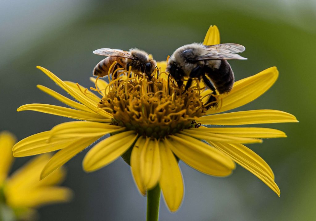 Negative Space Bees Yellow Flower 1 Scaled 1 1024x716