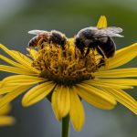 Negative Space Bees Yellow Flower 1 Scaled 1 150x150