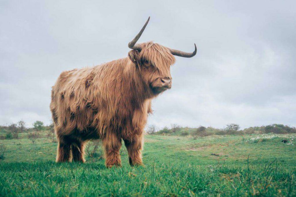 Negative Space Highland Cow Farm Field Jan Jakub Nanista Thumb 1 1024x683