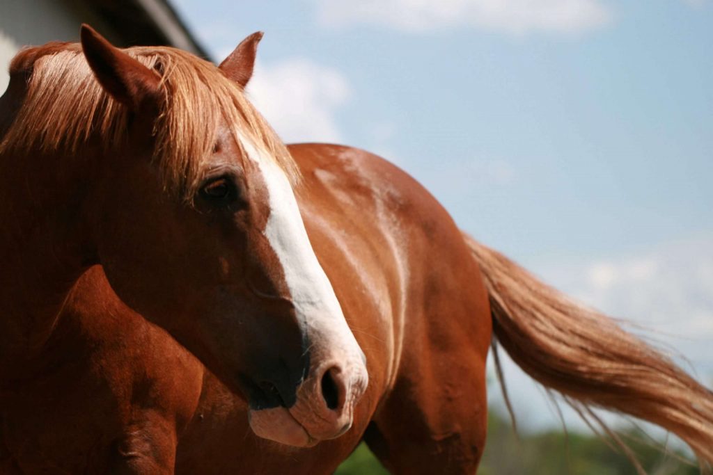 Negative Space Horse Brown 1 Scaled 1 1024x683