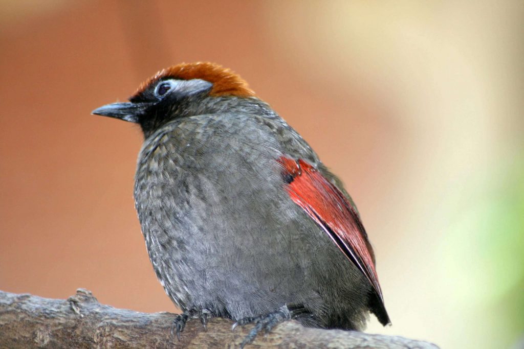 Negative Space Rusty Bird Closeup 1 Scaled 1 1024x683