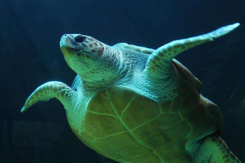 Negative Space Underwater Sea Turtle Feldwick Davis Thumb 1 1024x683