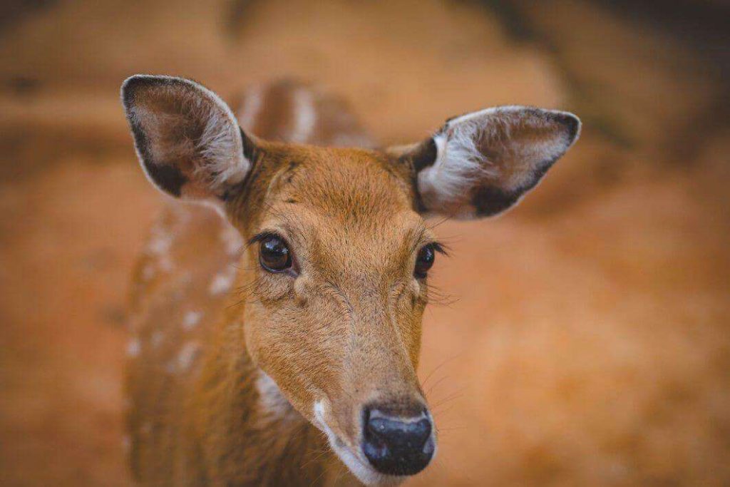 Negative Space Young Cute Antelope Valeria Boltneva Thumb 1 1024x683